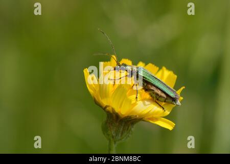 Geschwollener Dickkäfer / Dickbeiner Blütenkäfer (Oedemera nobilis) Weibchen, die sich auf Wiesenfalkenkraut-Blüte (Hieraceum caespitosum) Pollen auf Gras füttern Stockfoto