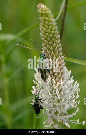 Zwei geschwollene Dickbeiner (Oedemera nobilis) Männchen, die sich auf der Weide von Weidelbananen (Plantago media) Pollen auf der Weideland klar ernähren Stockfoto