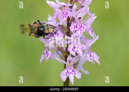 Hoverfly (Volucella bombylans var. bombylans) eine Mimik der Rotschwanzhummel Nektarings auf der Gemeinen Schellorchidee (Dactylorhiza fuchsii) auf Grasla Stockfoto