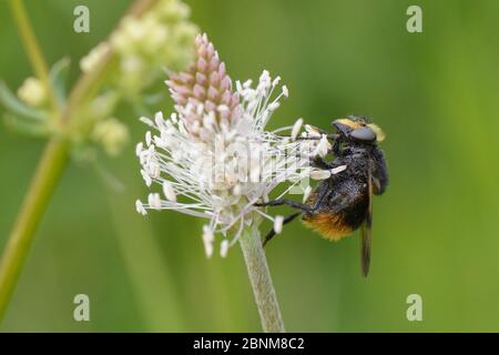 Hoverfly (Volucella bombylans var. bombylans) eine Mimik der Rotschwanzhummel, die sich auf der Steinlande (Plantago media) auf Grasland-Meados ernährt Stockfoto