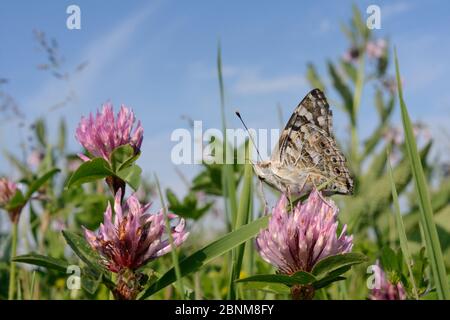 Bemalte Schmetterling Dame (Vanessa cardui) Nektare auf roten Klee Blumen (Trifolium pratense) in einem Erhaltung Landzunge Blumenstreifen an der Grenze zu einem Ackerboden Stockfoto