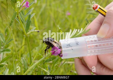 Kurzhaarige Hummel-Königin (Bombus subterraneus), die in Schweden gesammelt wurde und während eines britischen Wiedereinführungsprojekts des Bumblebee Conserva freigelassen wurde Stockfoto