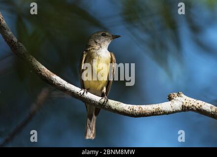 Auf einem Zweig ruhender Zitronenbauchschnäpper (Microeca flavigaster). Fogg Dam, Northern Territory, Australien Stockfoto