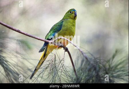 Orangenbauchpapagei (Neophema chrysogaster). Männchen, das in Peeling-Kiefern ruht. Werribee Sewerage Farm, Victoria, Australien Stockfoto