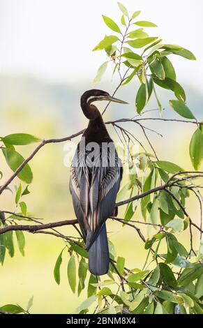Orientalischer Darter (Anhinga melanogaster) in kleinen Eukalyptusbäumen. Fogg Dam, Northern Territory, Australien Stockfoto