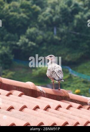Möwe auf dem Dach eines Hauses, das sich in der Sommersonne sonnt. Farben der Natur Stockfoto