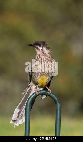 Rotkehlchen (Anthochaera carunculata) auf einem Gartenzaun. Werribee, Victoria, Australien Stockfoto