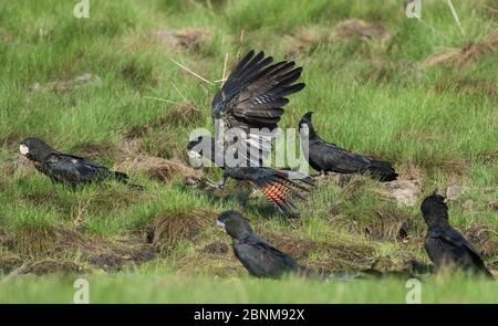 Rotschwanzschabenhahnchen (Calyptorhynchus banksii) Männchen, die in einer schlammigen Gegend landen, um sich von Mineralien in der Erde zu ernähren, Schiefe Baum Lagune, Northern Territor Stockfoto