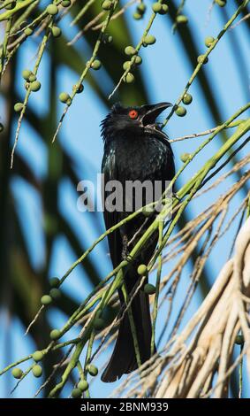 Spangled drongo (Dicrurus bracteatus) singt über seinem Nestplatz in einem Palmenbaum. Mary River Park, Northern Territory, Australien. Stockfoto