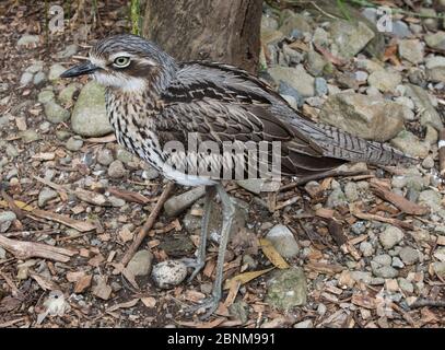 Buschstein-Curlew (Burhinus grallarius), der über seinem Ei steht. Werribee, Victoria, Australien. Stockfoto