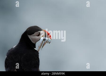 Atlantischer Papageientaucher (Fraterkula arctica) mit einer Mündung voller Sandaale mit dem Meer im Hintergrund. Stockfoto