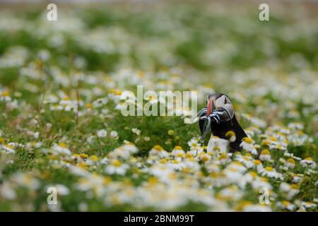 Atlantischer Papageitaucher (Fraterkula arctica) mit einem Mund voller Sandaale. Gedreht im Sommer 2019 auf Skomer Island. Stockfoto