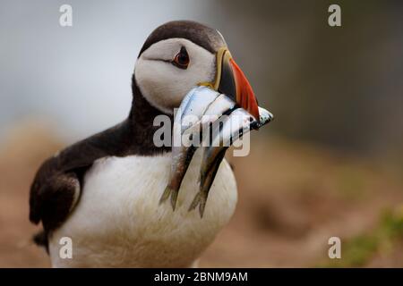 Atlantischer Papageitaucher (Fraterkula arctica) mit einem Mund voller Sandaale. Gedreht im Sommer 2019 auf Skomer Island. Stockfoto