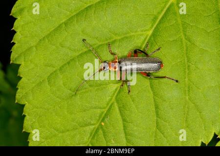 Käfer (Cantharis nigricans) auf Blatt am Rand der Wiese, Cheshire, Großbritannien, Mai. Stockfoto