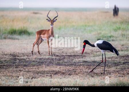 Weiblicher Sattelstorch (Ephippiorhynchus senegalensis) auf Nahrungssuche und Alert Impala (Aepyceros melampus), Masai Mara Game Reserve, Kenia. Stockfoto