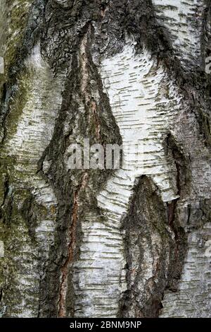 Nahaufnahme der knorrigen Rinde einer reifen Europäischen Weißen Birke (Betula pendula), Vancouver, BC, Kanada Stockfoto
