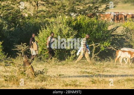 Weiblicher Gepard (Acinonyx jubatus), der Masai-Hirten und ihre Rinder beobachtet, Masai Mara Game Reserve, Kenia. Stockfoto