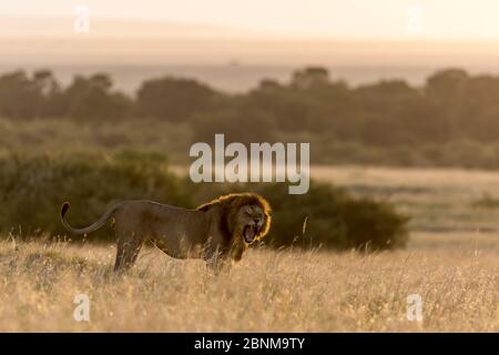 Afrikanischer Löwe (Panthera leo) brüllt bei Sonnenuntergang, Masai Mara Game Reserve, Kenia. Stockfoto
