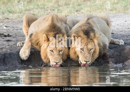 Zwei männliche afrikanische Löwen (Panthera leo) trinken an einem Wasserloch, Sabi Sand Private Game Reserve, Südafrika. Stockfoto