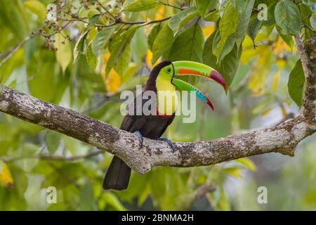 Kielschnabeltukan (Ramphastos sulfuratus), Erwachsener, der aus dem Regenwald ruft. Nord-Costa Rica. Stockfoto