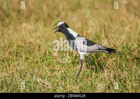 Schmied-Pflücker (Vanellus armatus) Erwachsene ruft im Grasland. Sporen an Schreinergelenken.Ndutu, Tansania Stockfoto