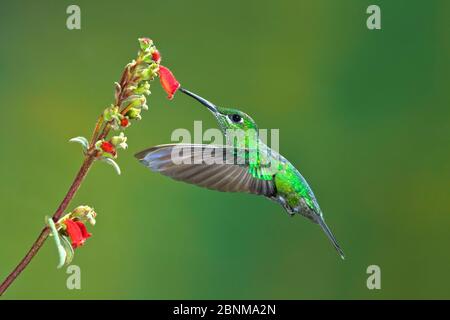 Grün gekrönt brillant (Heliodoxa jacula) Erwachsene Frau Fütterung von der Blume während des Fluges. Juan Castro Nationalpark, Costa Rica. Stockfoto