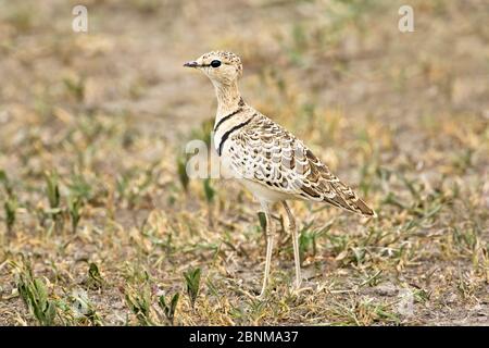 Zweibänderiger Courser (Rhinoptilus africanus gracilis), der sich in sehr trockenem, beschnittenem Grasland ernährt. Ndutu, Tansania. Stockfoto