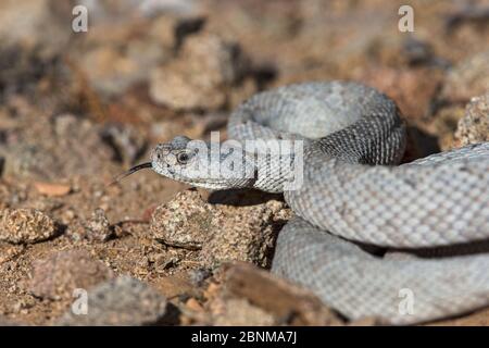 Rattless / Isla Santa Catalina rattlesnake (Crotalus catalinensis) endemisch, aschgrau Phase, Santa Catalina Island, Baja California, Mexiko, Critica Stockfoto