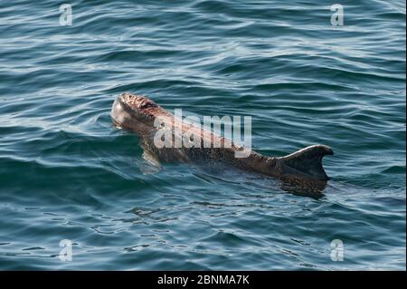 Zwergspermwal (Kogia sima) zeigt Haut (möglicherweise Sonne) Schaden, Meer von Cortez, Golf von Kalifornien, Baja California, Mexiko, April Stockfoto
