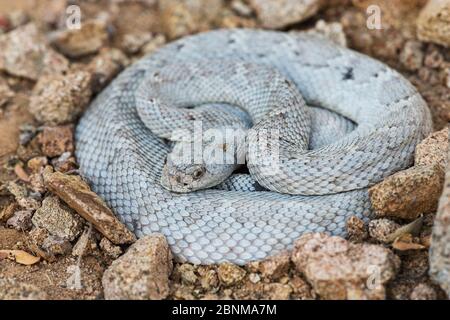 Rattless / Isla Santa Catalina rattlesnake (Crotalus catalinensis) endemisch, aschgrau Phase, Santa Catalina Island, Baja California, Mexiko, Critica Stockfoto