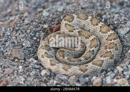 Rattleless/Isla Santa Catalina Klapperschlange (Crotalus catalinensis) endemisch, braun Phase, Santa Catalina Island, Baja California, Mexiko, Kritisch Stockfoto