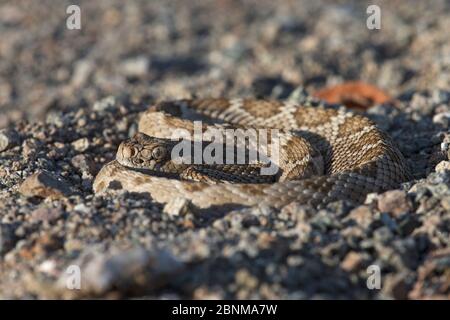 Rattleless/Isla Santa Catalina Klapperschlange (Crotalus catalinensis) endemisch, braun Phase, Santa Catalina Island, Baja California, Mexiko, Kritisch Stockfoto