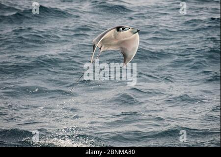 Munk's mobula ray / Devilray (Mobula munkiana) springt aus dem Wasser, Meer von Cortez, Golf von Kalifornien, Baja California, Mexiko, April Stockfoto