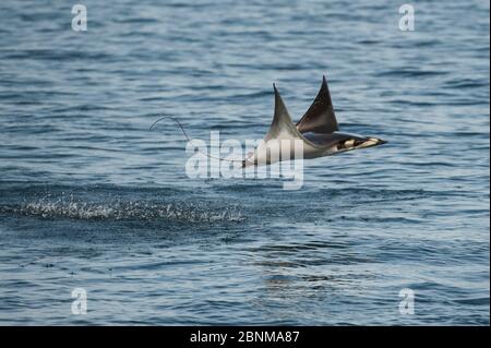 Munk's mobula ray / Devilray (Mobula munkiana) springt aus dem Wasser, Meer von Cortez, Golf von Kalifornien, Baja California, Mexiko, April Stockfoto