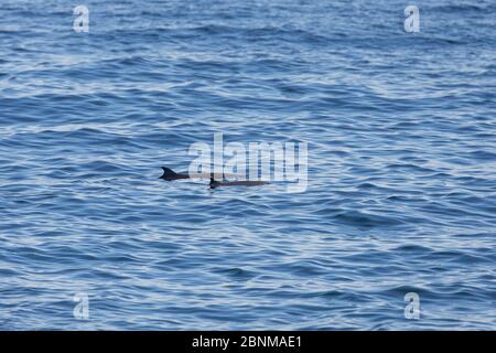 Zwergspermwal (Kogia sima) Mutter und Kalb an der Oberfläche, Meer von Cortez, Golf von Kalifornien, Baja California, Mexiko, Februar Stockfoto
