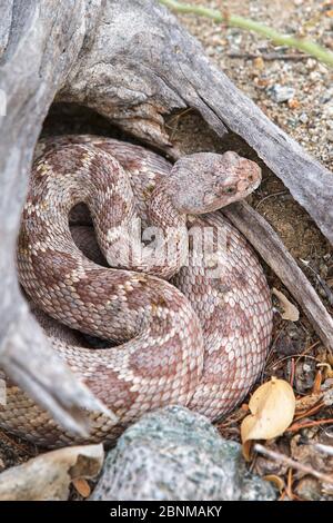 Rattless / Isla Santa Catalina rattlesnake (Crotalus catalinensis) in brauner Phase, endemisch auf Santa Catalina Island, Baja California, Mexiko, Kritiker Stockfoto