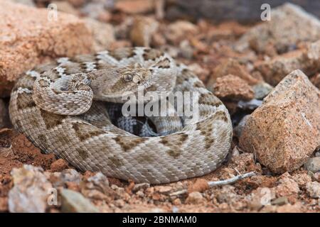 Rattless / Isla Santa Catalina rattlesnake (Crotalus catalinensis) in brauner Phase, endemisch auf Santa Catalina Island, Baja California, Mexiko, Kritiker Stockfoto