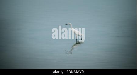 Weißer Reiher, der in einem Teich nach Nahrung sucht Stockfoto