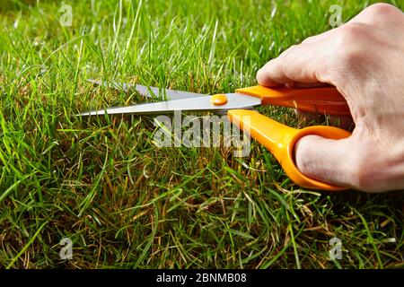 Rasenmähen von Hand. Symbolisches Foto, Hand mit Schere schneidet Rasen Stockfoto