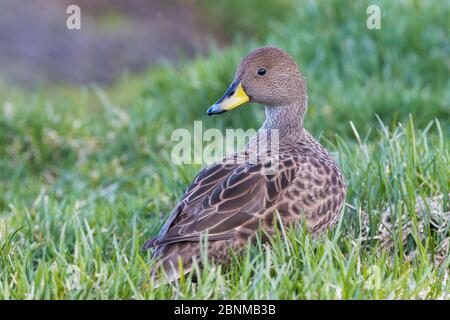 Gelbschnabel / Südgeorgien-Pintail (Anas georgica), Grytviken, Südgeorgien, November Stockfoto