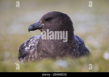 Subantarktische Skua (Catharacta antarctica- ehemals Catharacta skua antarctica), die sich auf dem Boden ausruhen, Salisbury Plain, Südgeorgien, November Stockfoto