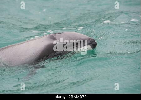 Hector's Dolphin (Cephalorhynchus hectori), die zum Atmen auftauchende, Akaroa, Bank's Peninsula, South Island, Neuseeland, Juni, bedrohte Arten Stockfoto