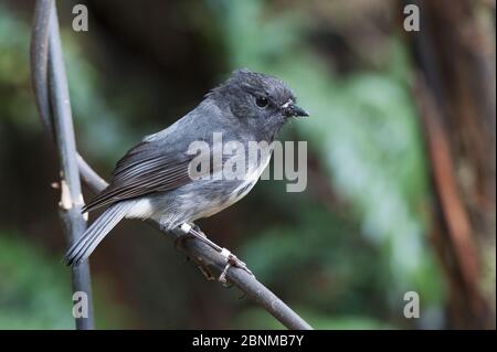 Neuseeland-Rotkehlchen (Petroica australis), von Forschern beringt, South Island Race, Ulva Island, Paterson Inlet, Stewart Island, South Island, New Stockfoto