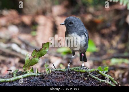 Neuseeland-Rotkehlchen (Petroica australis), von Forschern beringt, South Island Race, Ulva Island, Paterson Inlet, Stewart Island, South Island, New Stockfoto