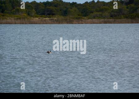 Einsame Enten in ruhigem, durchsichtigem Wasser, zwei Enten, die zusammen schwimmen, Vegetation Stockfoto