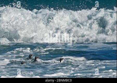 Feuerlandspinguin (Eudyptes pachyrhynchus) schwimmend in Untiefen, See Moeraki, Südinsel, Neuseeland, November, bedrohte Arten Stockfoto