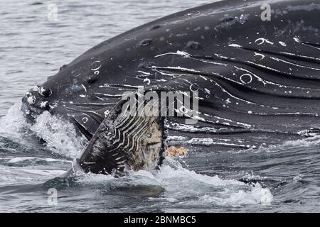 Buckelwal (Megaptera novaeangliae), der an der Oberfläche bläst oder spuckt, mit Rechen-Markierungen am Schwanz von Orca (Orcinus Orca), Südost-Alaska, USA, Stockfoto