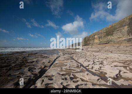 Eine wellengeschnittene Plattform, die ein relativ starkes Bett aus jurassischem Liassischen Kalkstein ausnutzt, mit Klippen von Blue Lias im Hintergrund, Southerndown, W Stockfoto