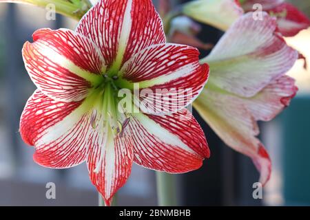 Nahaufnahme eines Hippeastrum Correiense. Es ist eine blühende mehrjährige krautige Zwiebelpflanze. Allgemein als Amaryllis bezeichnet. Stockfoto