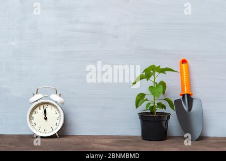 Gartengeräte und Wecker auf grauem Hintergrund. Pflanzkonzept. Arbeiten im Frühlingsgarten. Stockfoto